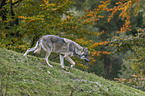 walking Grey Wolf