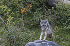 standing Grey Wolf