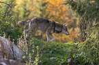 walking Grey Wolf