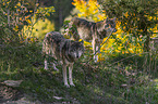 standing Grey Wolves
