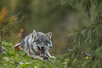 lying Grey Wolf