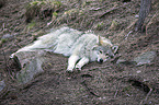 lying Grey Wolf
