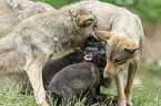 Grey Wolf with Eastern Timber Wolf