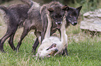 Grey Wolf with Eastern Timber Wolf