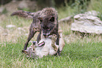 Grey Wolf with Eastern Timber Wolf