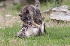 Grey Wolf with Eastern Timber Wolf
