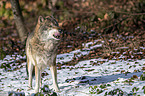 standing Grey Wolf