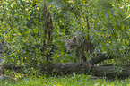 standing Grey Wolf