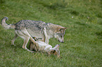 playing Grey Wolves