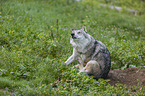 sitting Grey Wolf