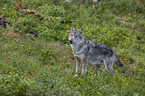 standing Grey Wolf