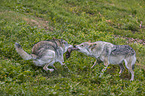 fighting Grey Wolves