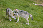 Grey Wolves