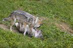 playing Grey Wolves