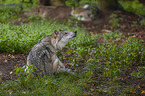 sitting Grey Wolf