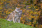 eurasian greywolves