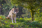 eurasian greywolf