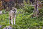 eurasian greywolf