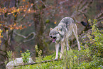 eurasian greywolf