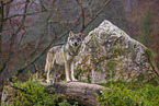 eurasian greywolf