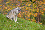 eurasian greywolf