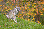 eurasian greywolf