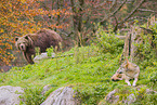 eurasian greywolf and brown bear