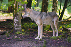 grey wolf