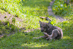 grey wolf