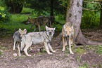 grey wolf
