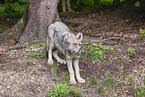 grey wolf