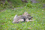 grey wolf