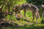 grey wolf