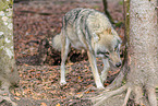 grey wolf