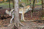 grey wolf