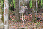 grey wolf