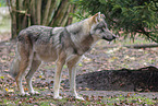 grey wolf
