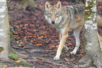 grey wolf