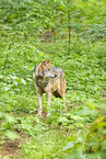 grey wolf