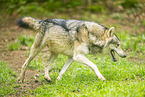 grey wolf