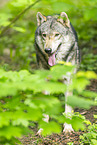 grey wolf