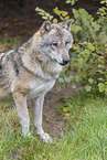 grey wolf