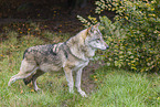 grey wolf