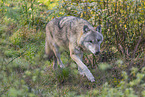 grey wolf