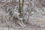 grey wolf