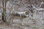 grey wolf