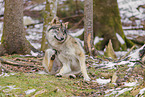 grey wolf