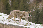 grey wolf