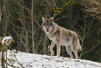 grey wolf