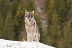 grey wolf